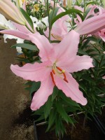 [3260 Catone World B No02.JPG]